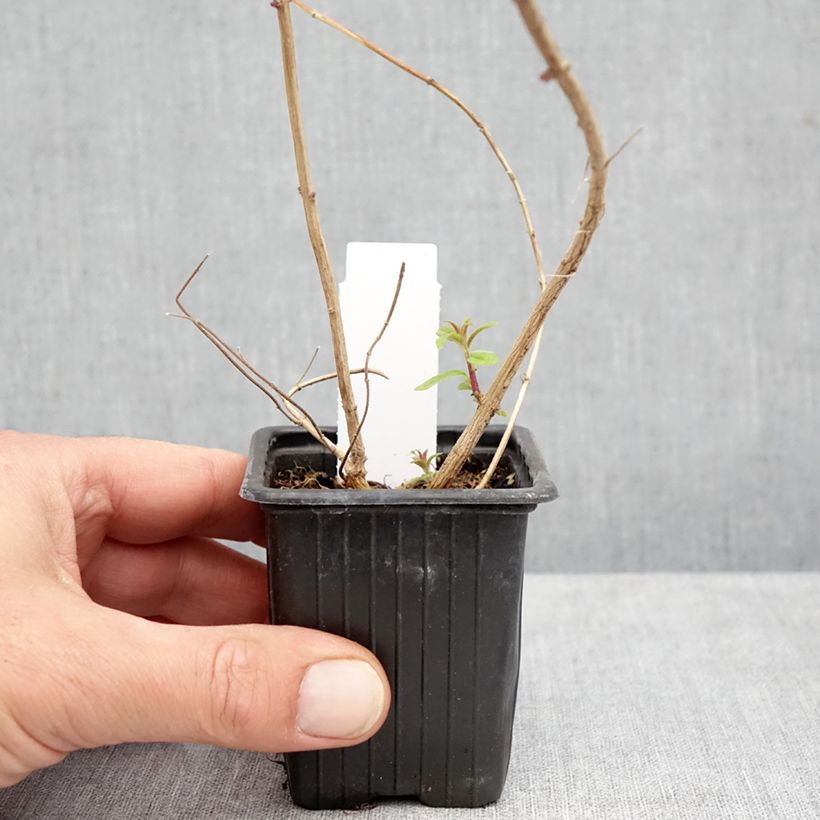 Exemplaar van Citroenverbena - Aloysia triphylla (jonge planten) Kweekpotje van 8/9 cm zoals geleverd in de herfst