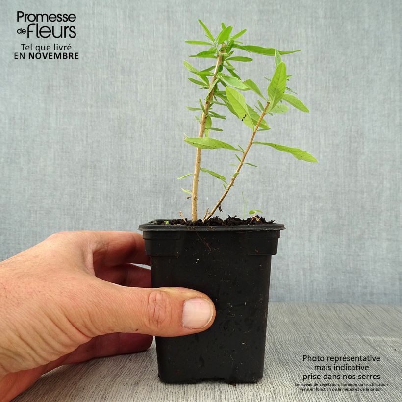 Exemplaar van Argentijnse muntverbena - Aloysia polystachya Kweekpotje van 7/8 cm zoals geleverd in de herfst
