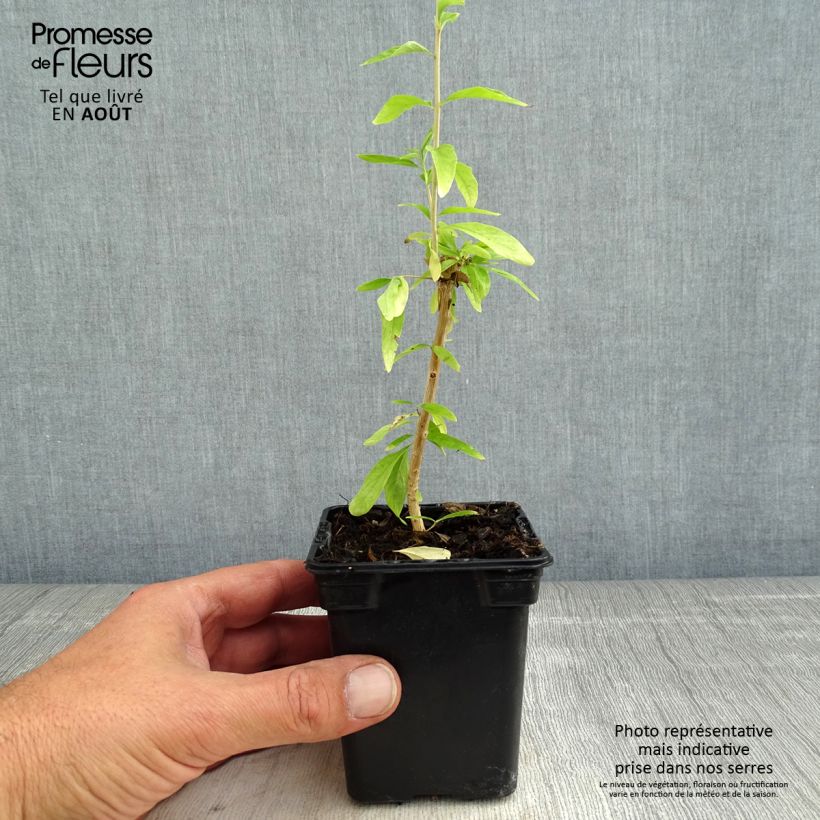 Exemplaar van Argentijnse muntverbena - Aloysia polystachya Kweekpotje van 7/8 cm zoals geleverd in de zomer