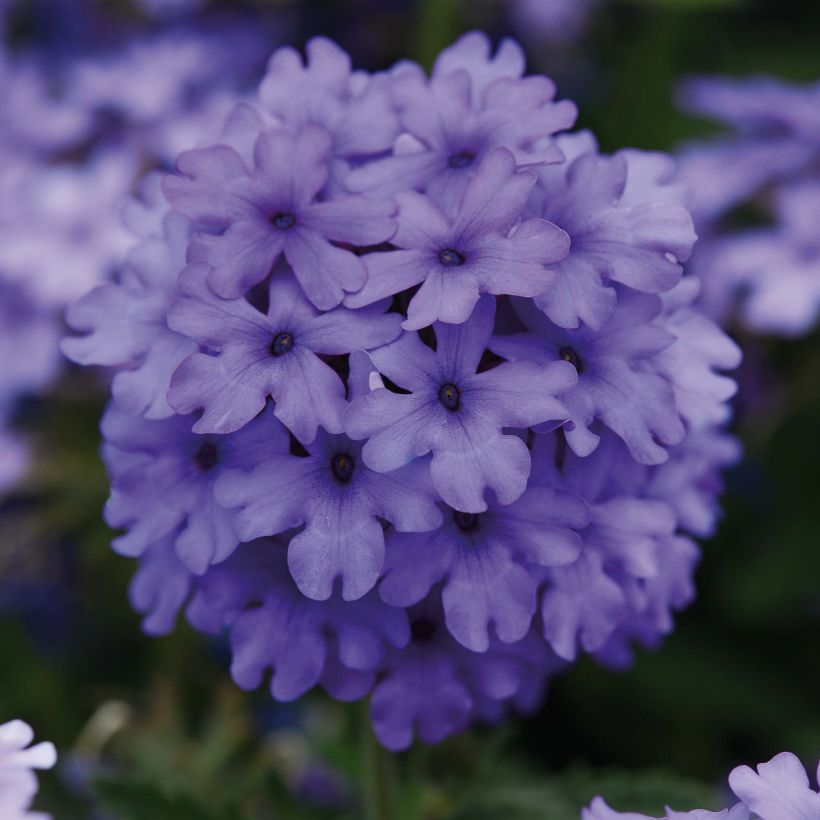 Verbena Endurascape Blue Imp - Hangverbena (Bloei)