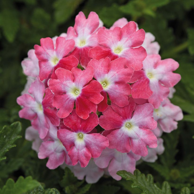 Verbena Endurascape Pink Fizz - Hangverbena (Bloei)