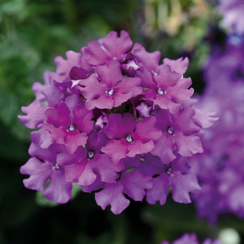 Verbena Endurascape Purple Imp - Hangverbena (Bloei)
