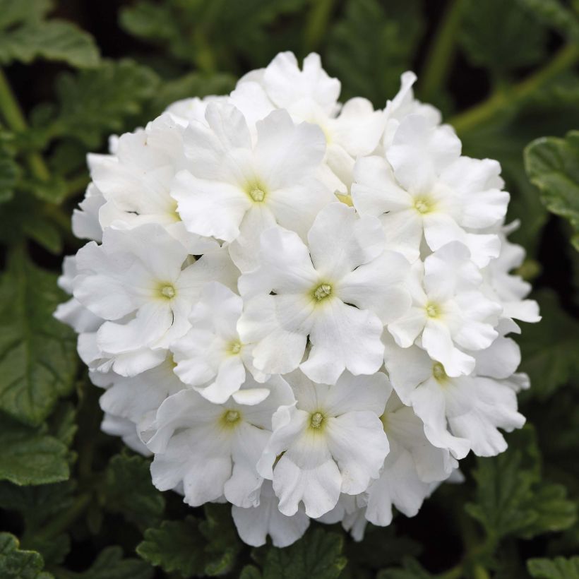 Verbena Endurascape White - Hangverbena (Bloei)