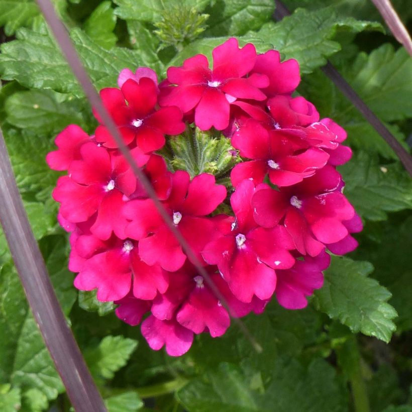 Verbena Virgo Burgundy - Hangverbena (Bloei)