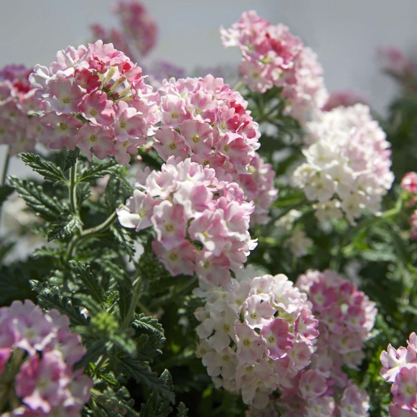 Verbena Estrella Pink Ballet - Hangverbena (Bloei)