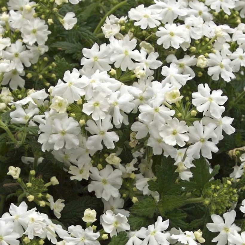 Verbena Virgo White - Hangverbena (Bloei)