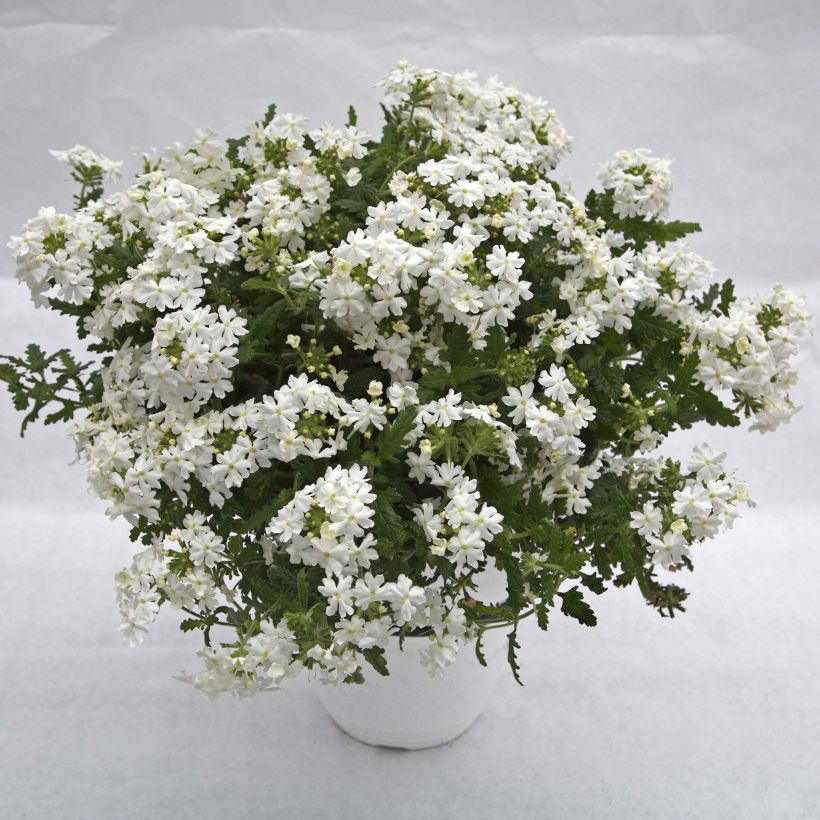Verbena Virgo White - Hangverbena (Groeiplaats)