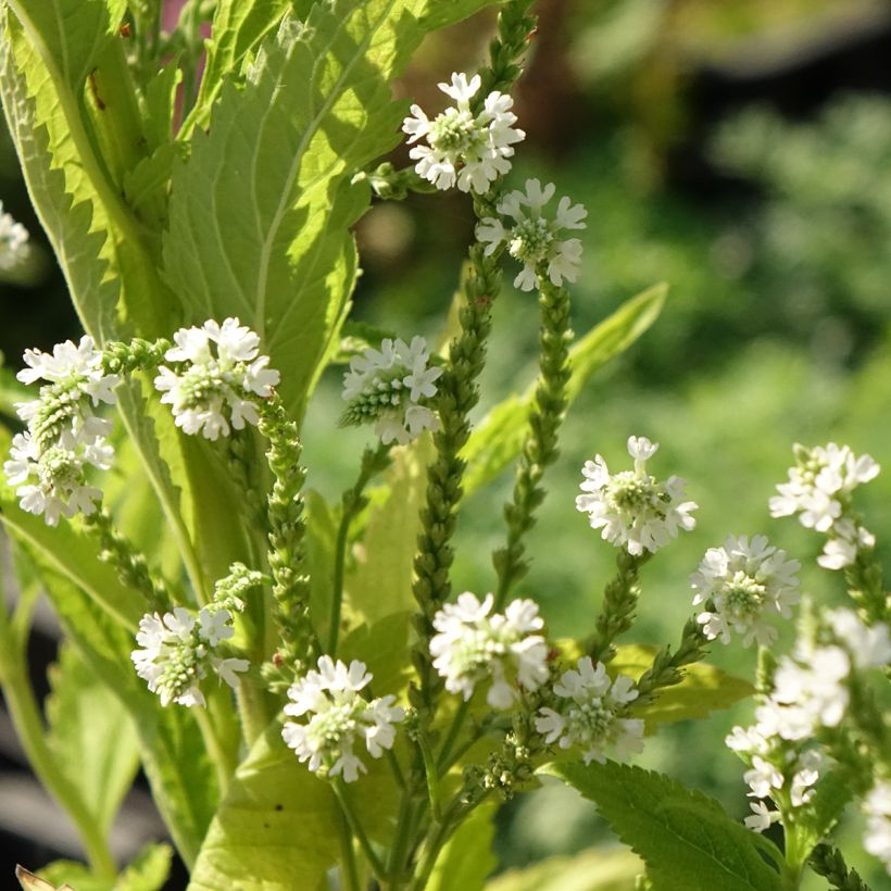 Verbena hastata White Spires - Blauwe verbena (Bloei)