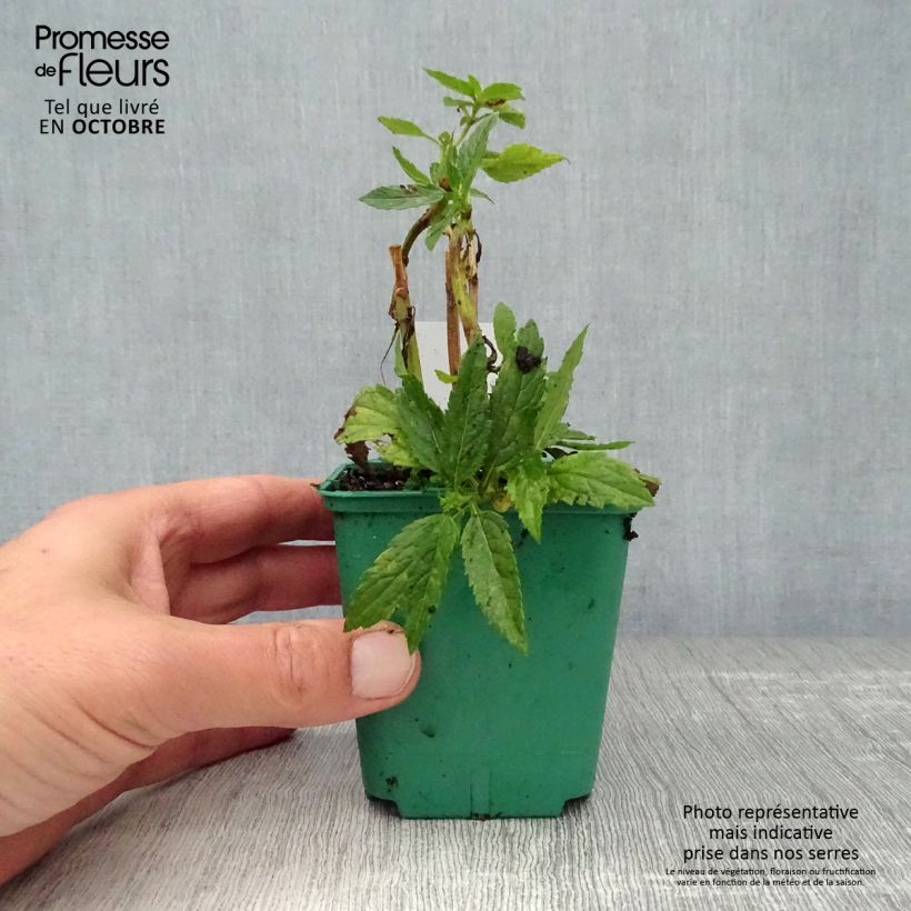Exemplaar van Verbena hastata White Spires - Blauwe verbena Kweekpotje van 8/9 cm zoals geleverd in de herfst