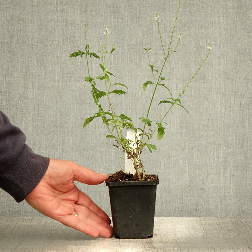 Exemplaar van Verbena officinalis - Ijzerhard Kweekpotje van 8/9 cm zoals geleverd in de zomer