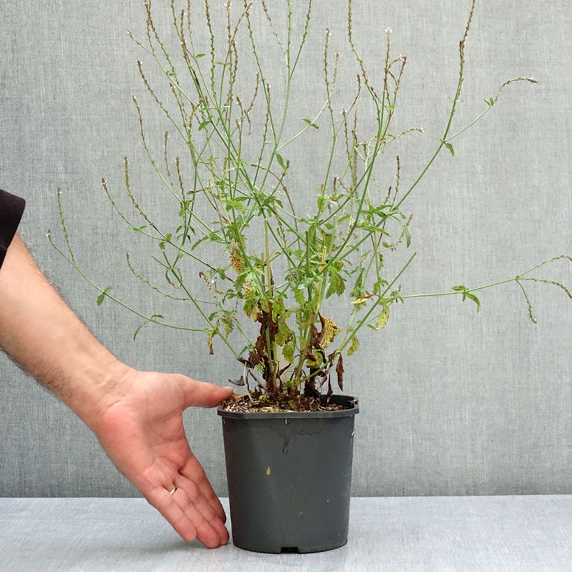 Exemplaar van Verbena officinalis - Ijzerhard Pot van 2 l/3 l zoals geleverd in de zomer
