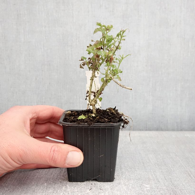 Exemplaar van Verveine Pink Parfait Kweekpotje van 8/9 cm zoals geleverd in de winter