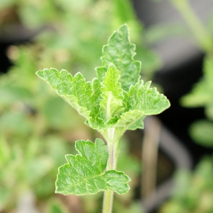 Verveine Seabrooks Lavender (Blad)