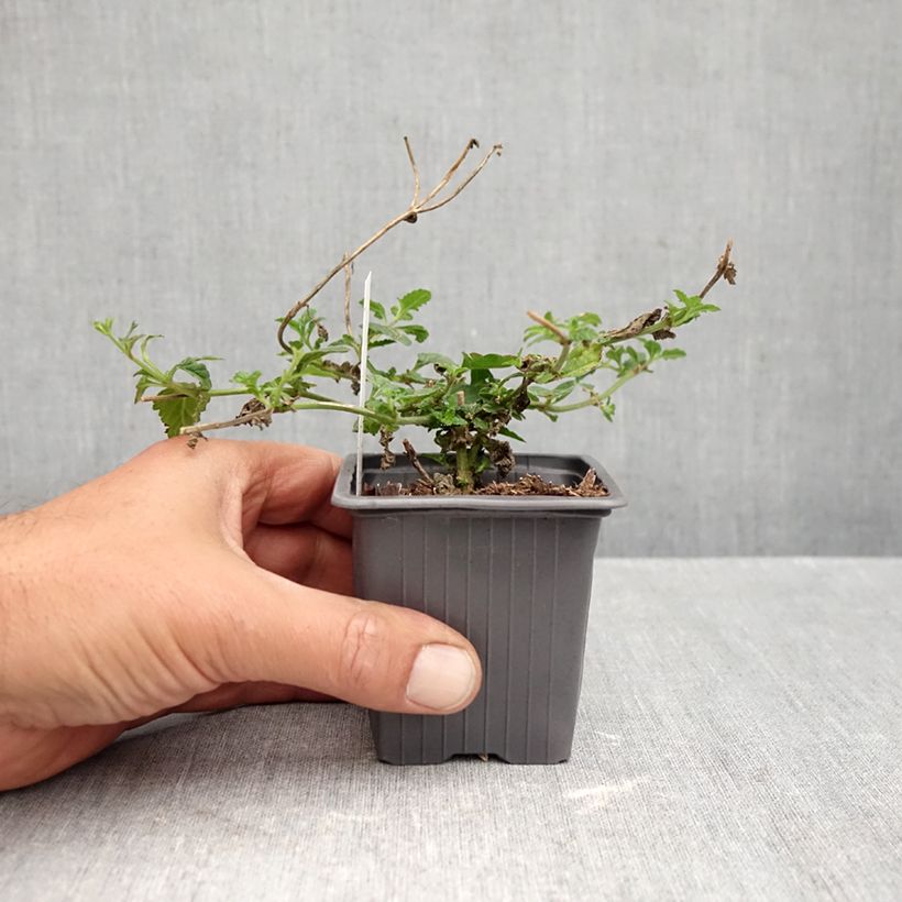 Exemplaar van Verveine Seabrooks Lavender Kweekpotje van 8/9 cm zoals geleverd in de herfst