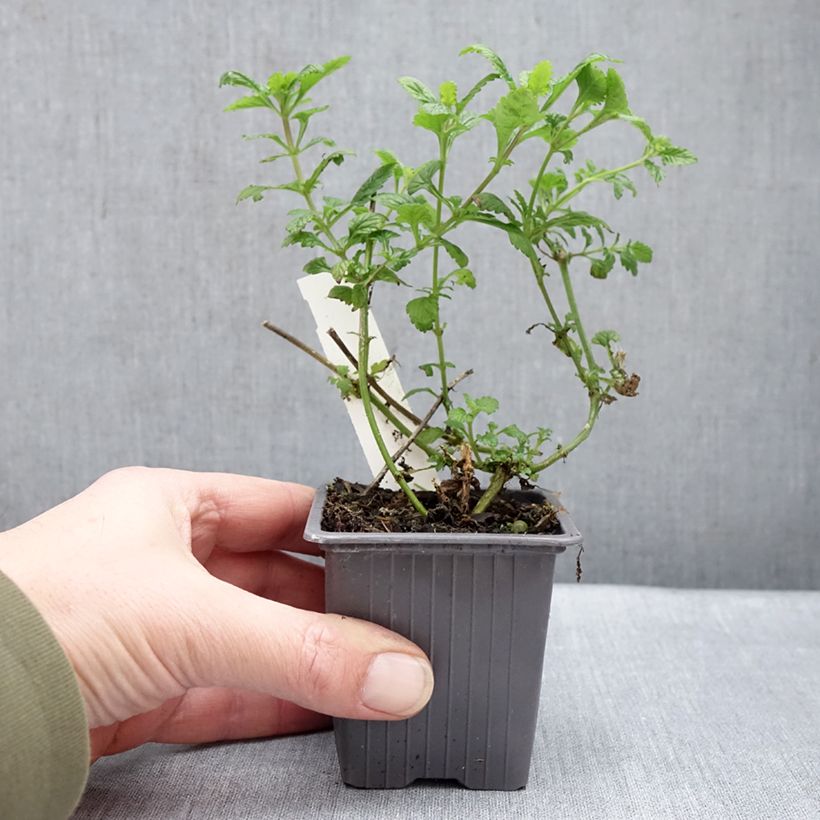 Exemplaar van Verveine Seabrooks Lavender Kweekpotje van 8/9 cm zoals geleverd in de winter