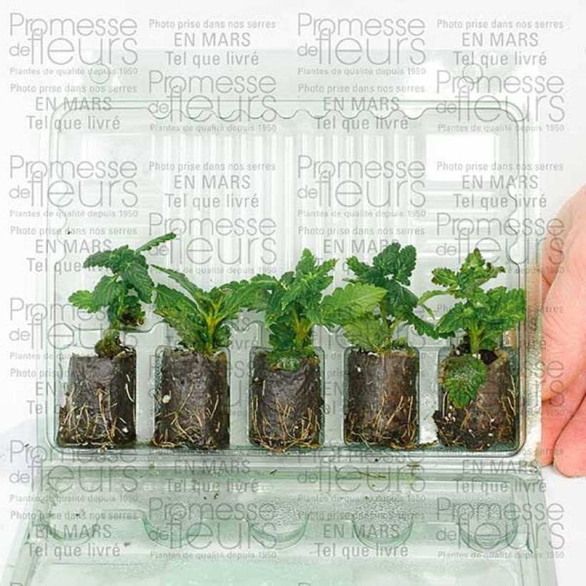 Voorbeeld van een exemplaar van Verbena Star Dreams Lila - IJzerhard Mini-mot Ø 3/4 cm zoals geleverd