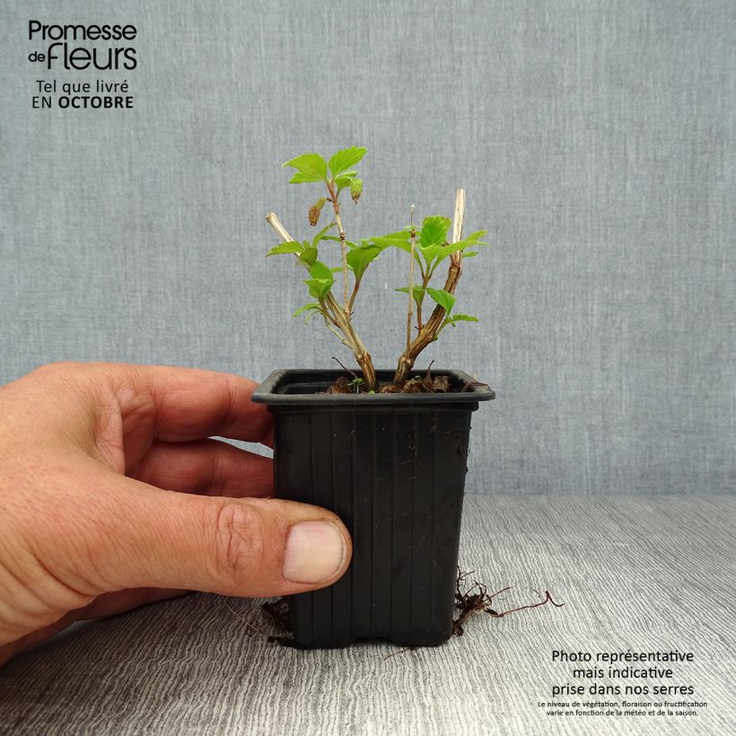 Exemplaar van Honingverbena BIO - Lippia dulcis Kweekpotje van 7/8 cm zoals geleverd in de herfst