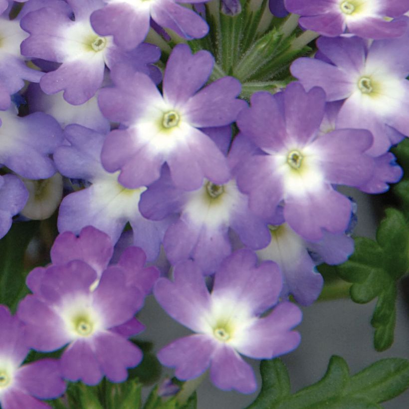 Verbena Lavender White - Hangverbena (Bloei)