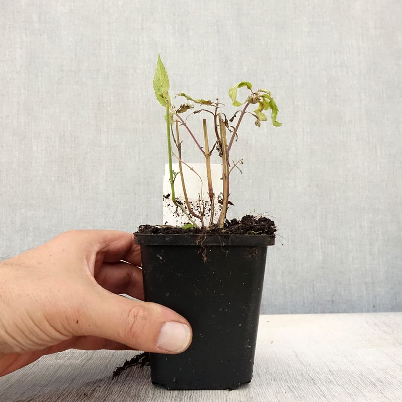 Exemplaar van Verbena hastata Rosea - Blauwe verbena Kweekpotje van 8/9 cm zoals geleverd in de herfst