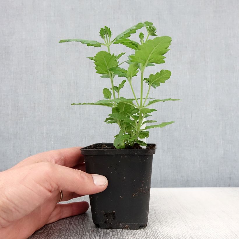 Exemplaar van Verbena Virgo Lavender Star - Hangverbena Kweekpotje van 8/9 cm zoals geleverd in de lente