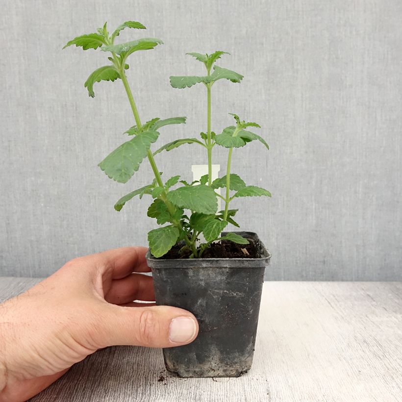 Exemplaar van Verbena Virgo Up Purple - Hangverbena Kweekpotje van 8/9 cm zoals geleverd in de lente