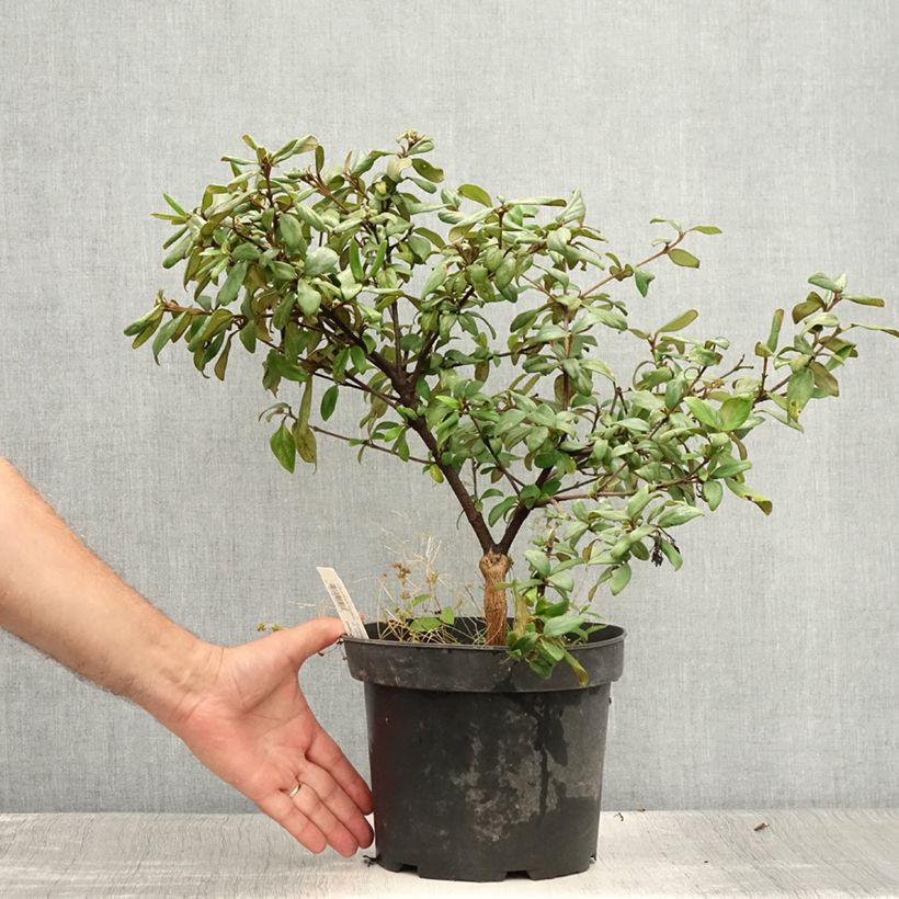 Exemplaar van Viburnum burkwoodii Conoy - Sneeuwbal Pot van 4 l/5 l zoals geleverd in de zomer