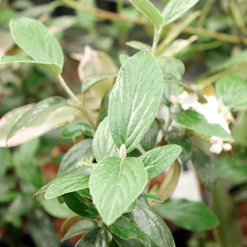 Viburnum burkwoodii Conoy - Sneeuwbal (Blad)