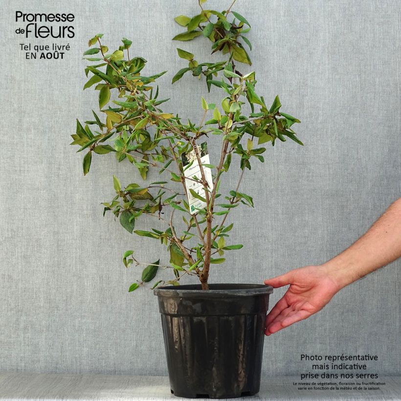 Exemplaar van Viburnum burkwoodii - Sneeuwbal Pot van 7,5 l/10 l zoals geleverd in de zomer