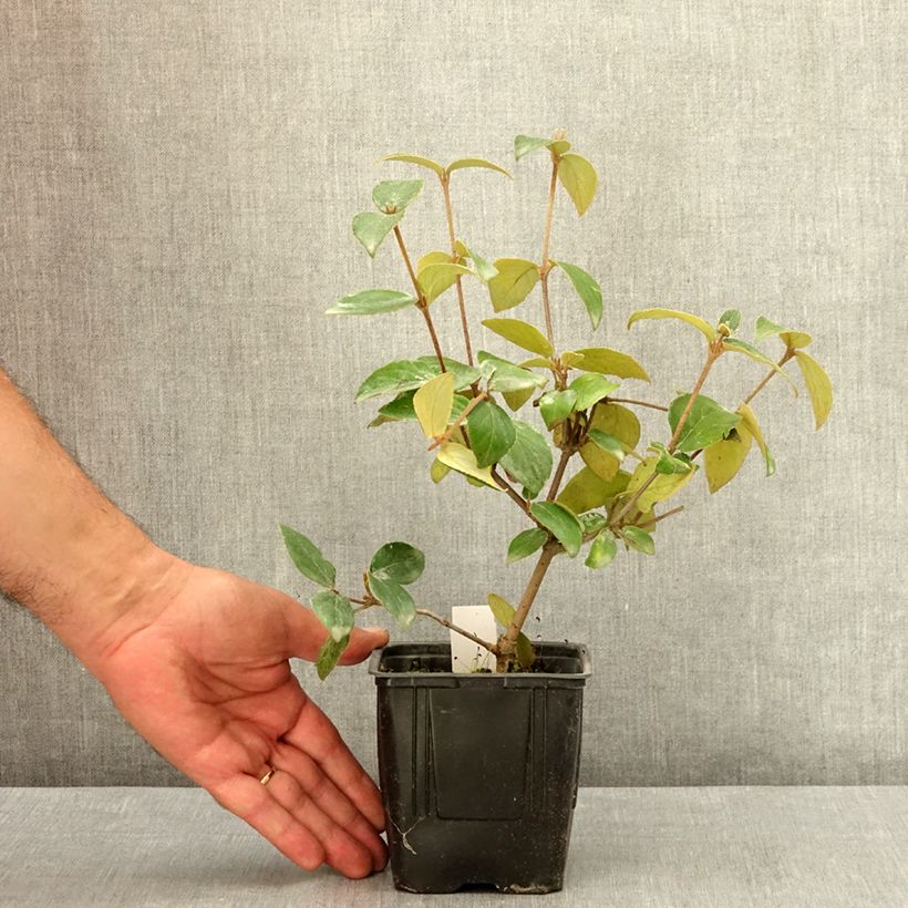 Exemplaar van Viburnum burkwoodii - Sneeuwbal Pot van 12 cm / 13 cm zoals geleverd in de zomer