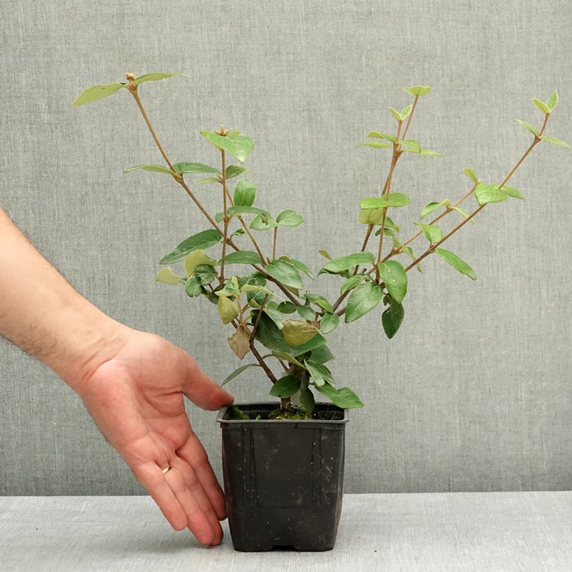 Exemplaar van Viburnum burkwoodii - Sneeuwbal Pot van 12 cm / 13 cm zoals geleverd in de lente