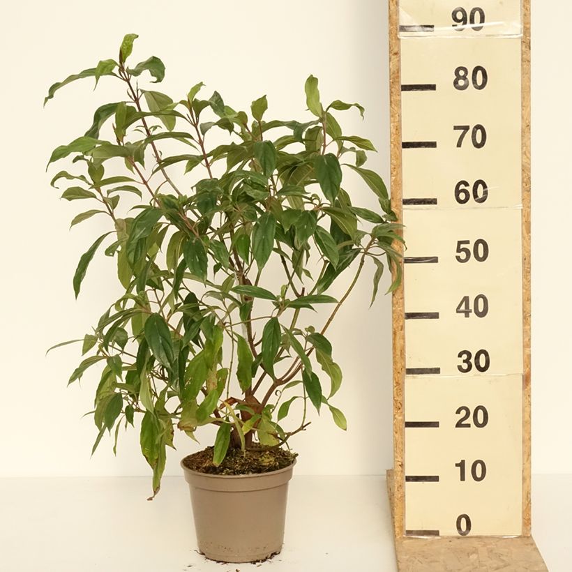 Exemplaar van Viburnum cylindricum - Sneeuwbal Pot van 4 l/5 l zoals geleverd in de lente