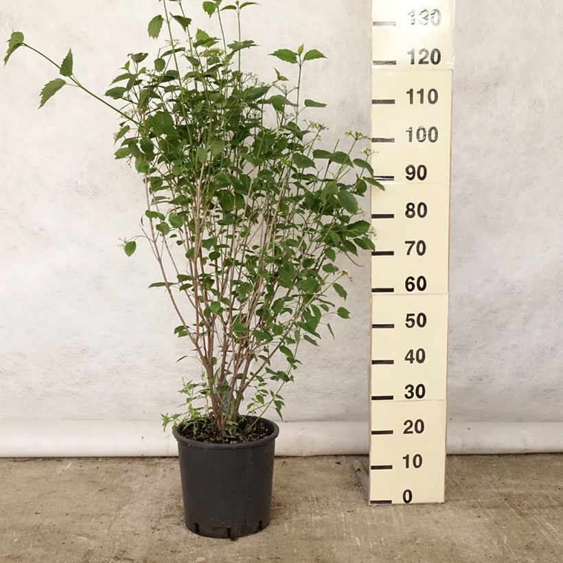 Exemplaar van Viburnum dentatum Blue Muffin - Sneeuwbal Pot van 12 l/15 l zoals geleverd in de zomer