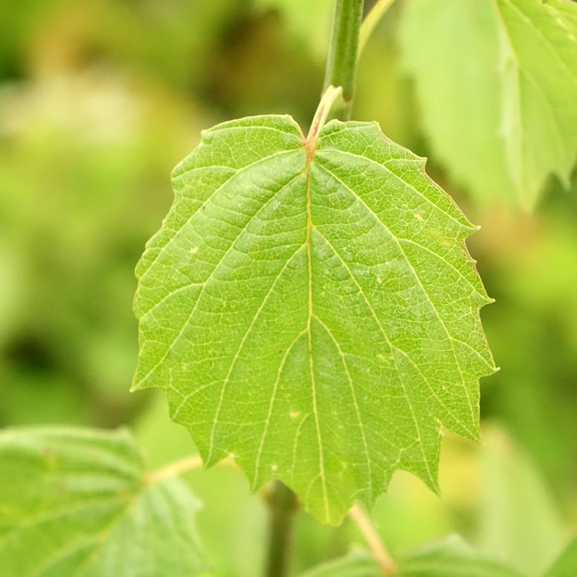 Viburnum dentatum Blue Muffin - Sneeuwbal (Blad)