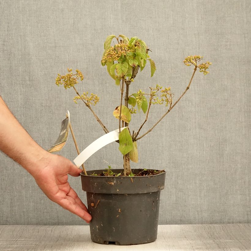 Exemplaar van Viburnum dilatatum Michael Dodge - Sneeuwbal Pot van 4 l/5 l zoals geleverd in de zomer