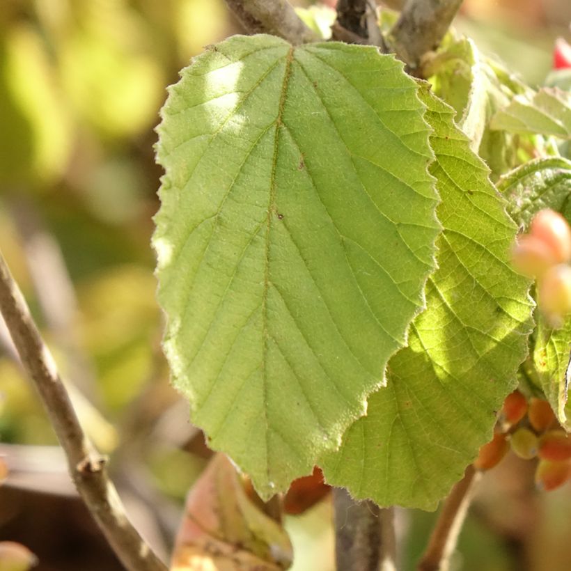 Viburnum dilatatum Michael Dodge - Sneeuwbal (Blad)