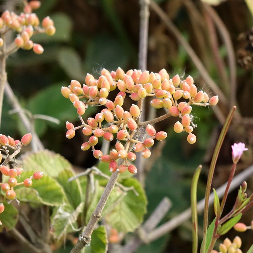 Viburnum dilatatum Michael Dodge - Sneeuwbal (Oogst)