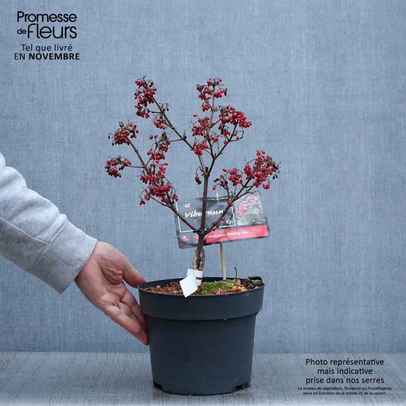 Exemplaar van Viburnum dilatatum Sealing Wax - Sneeuwbal Pot van 4 l/5 l zoals geleverd in de herfst