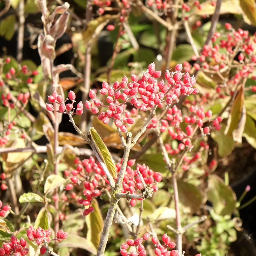 Viburnum dilatatum Sealing Wax - Sneeuwbal (Oogst)