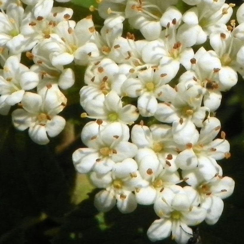 Viburnum lantana - Wollige sneeuwbal (Bloei)
