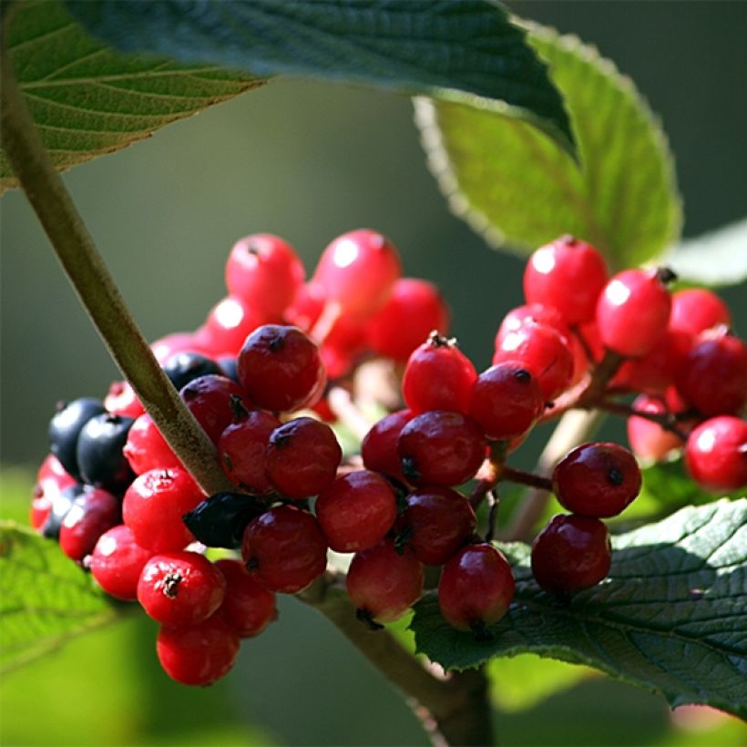 Viburnum lantana - Wollige sneeuwbal (Oogst)