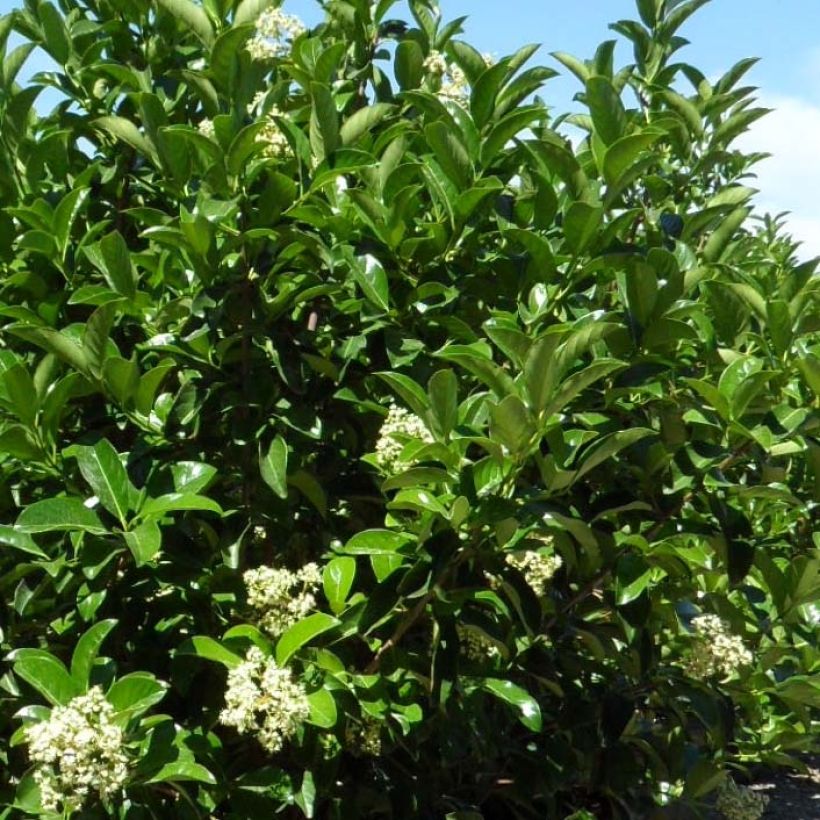 Viburnum lucidum - Sneeuwbal (Blad)