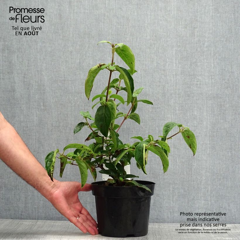 Exemplaar van Viburnum macrocephalum Happy Fortuna - Chinese sneeuwbal Pot van 3 l/4 l zoals geleverd in de zomer