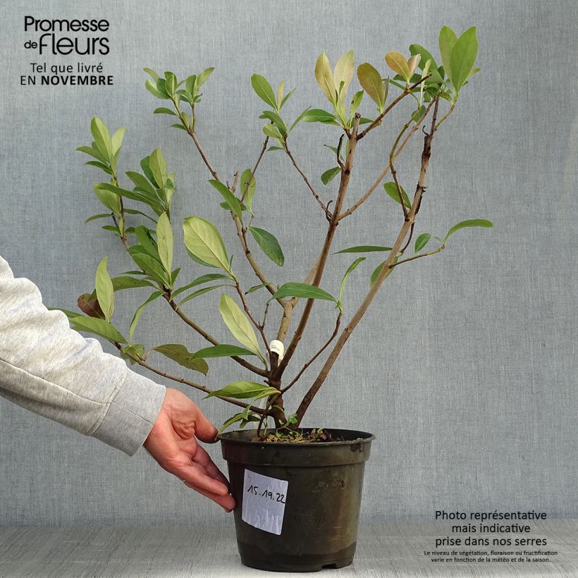 Exemplaar van Viburnum odoratissimum Coppertop - Sneeuwbal Pot van 3 l/4 l zoals geleverd in de herfst