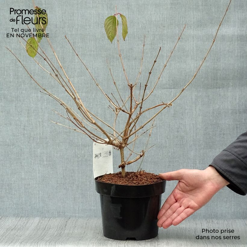 Exemplaar van Viburnum plicatum Mariesii - Japanse sneeuwbal Pot van 3 l/4 l zoals geleverd in de herfst