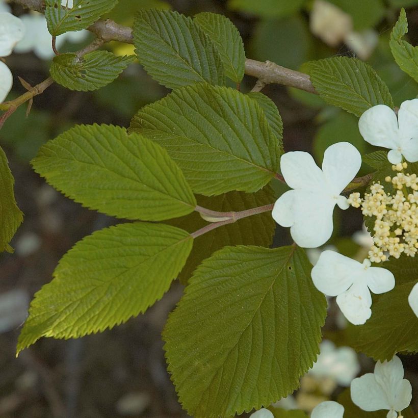 Viburnum plicatum Mariesii - Japanse sneeuwbal (Blad)