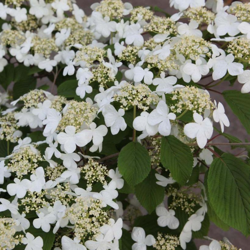 Viburnum plicatum Mariesii - Japanse sneeuwbal (Bloei)
