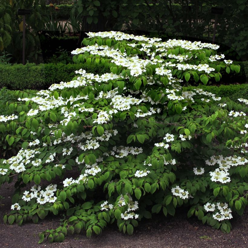 Viburnum plicatum Mariesii - Japanse sneeuwbal (Groeiplaats)