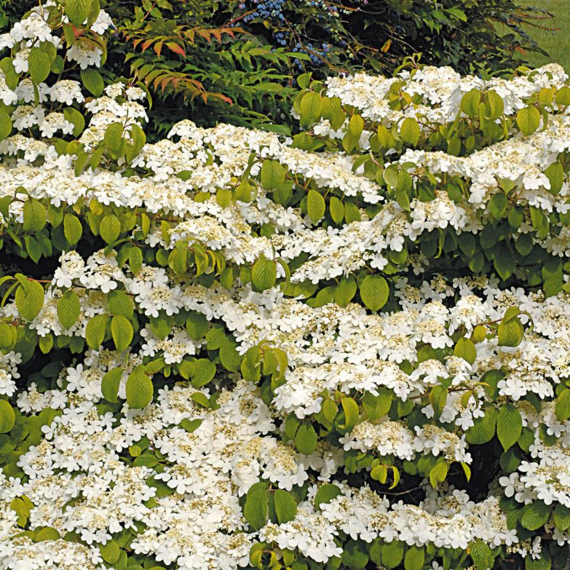 Viburnum plicatum Mariesii Great Star - Japanse sneeuwbal (Groeiplaats)
