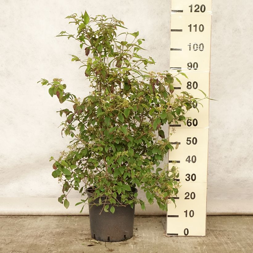 Exemplaar van Viburnum plicatum Watanabe - Japanse sneeuwbal Pot van 12 l/15 l zoals geleverd in de zomer