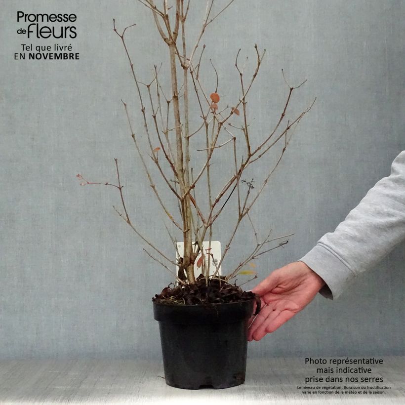 Exemplaar van Viburnum plicatum Watanabe - Japanse sneeuwbal Pot van 3 l/4 l zoals geleverd in de herfst